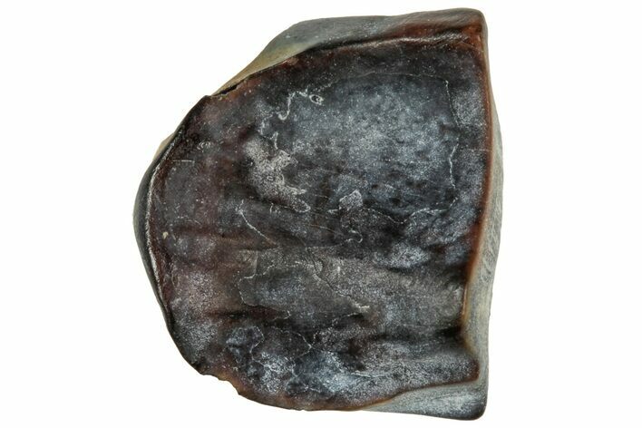 Fossil Dinosaur (Triceratops) Shed Tooth - Montana #324163